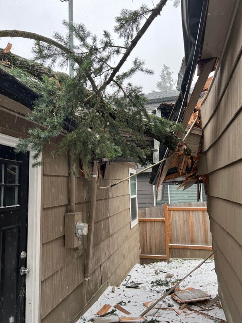 Preventing Future Tree Disputes