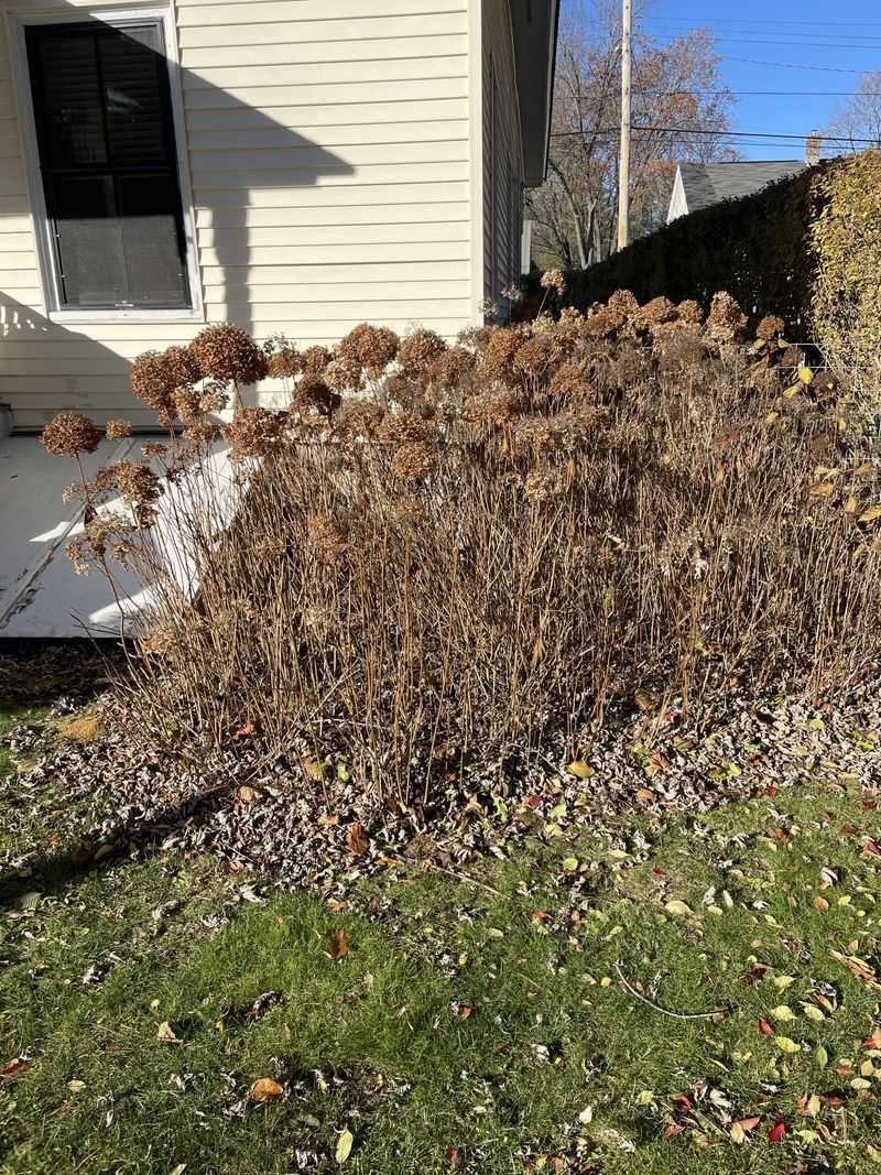 Late Winter To Early Spring Works Best For Hydrangeas