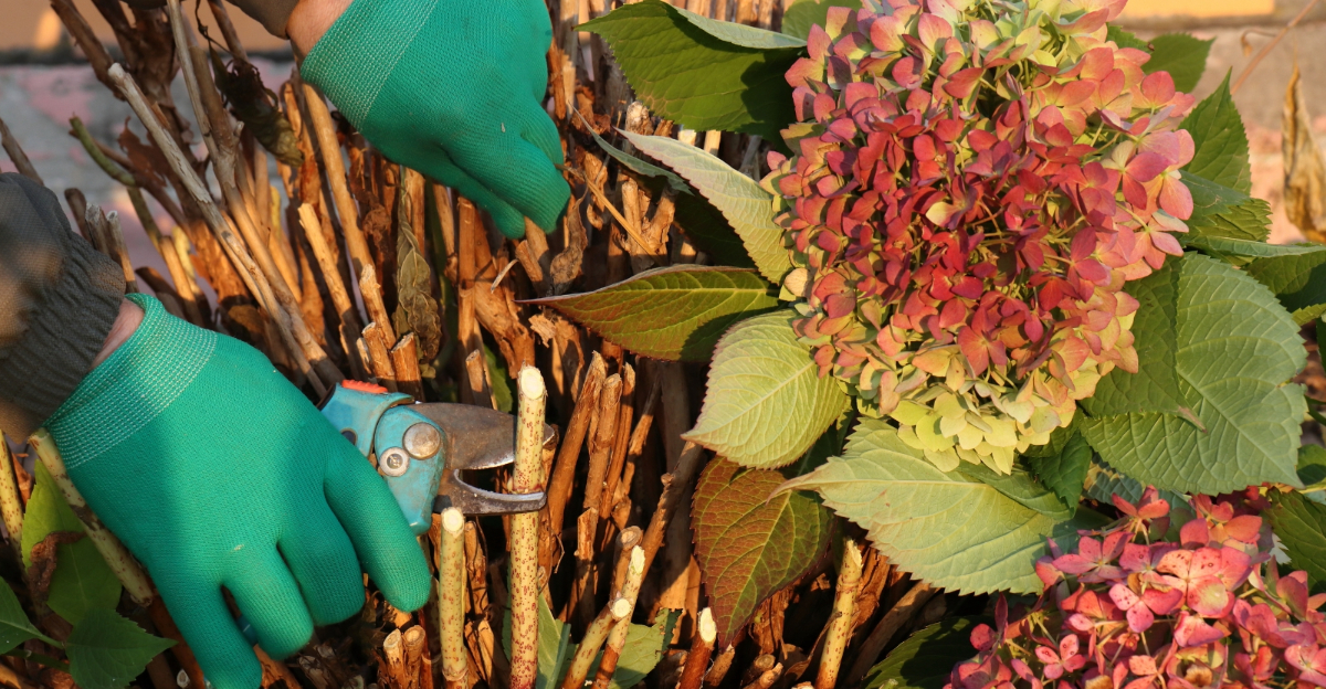 pruning hydrangeas (featured image)
