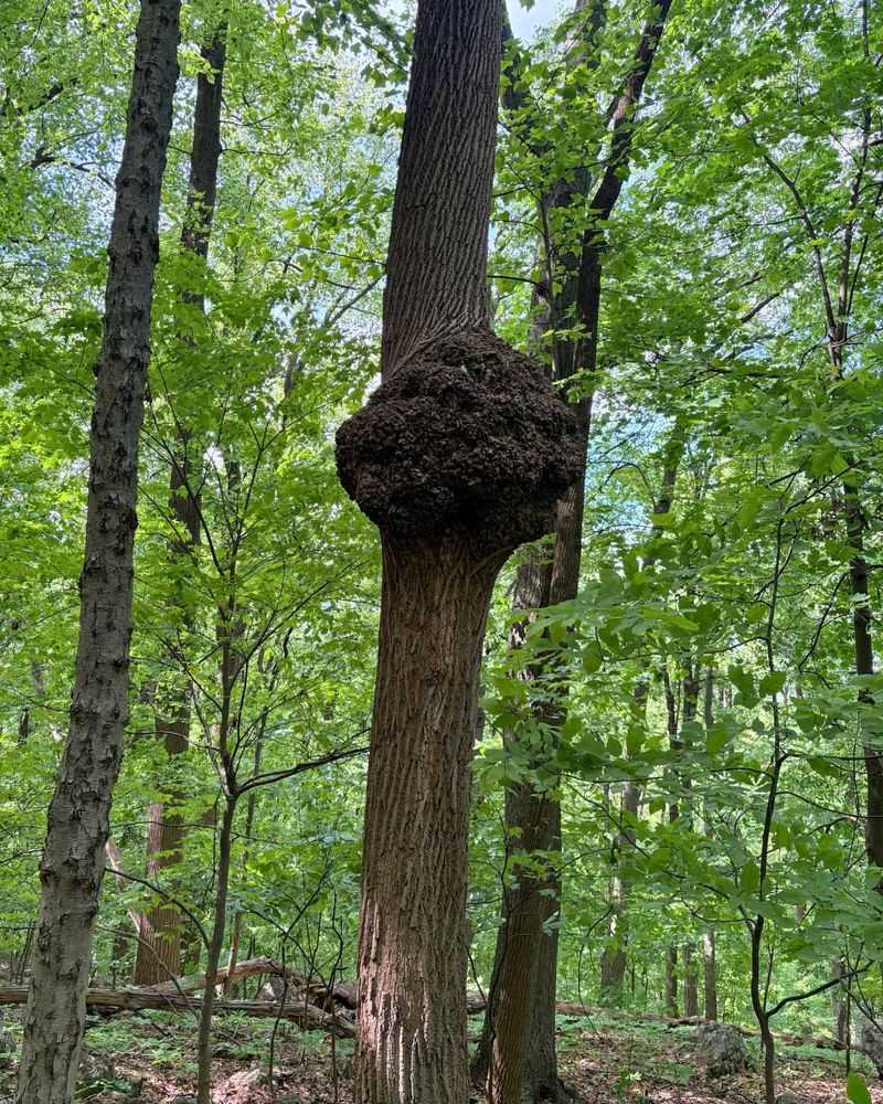 How Healthy Trees Recover From Unusual Bark Growths