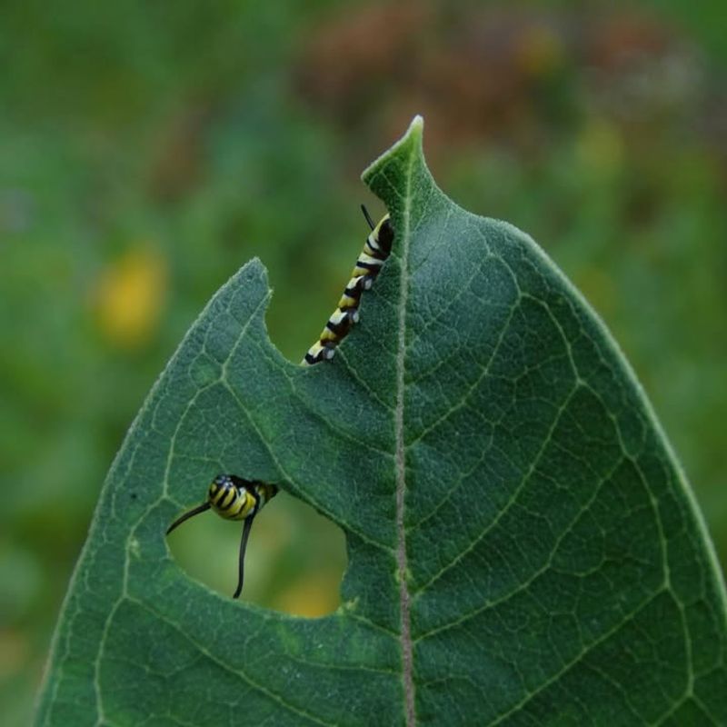 How Local Ordinances And HOA Rules Can Affect Pest Responsibility