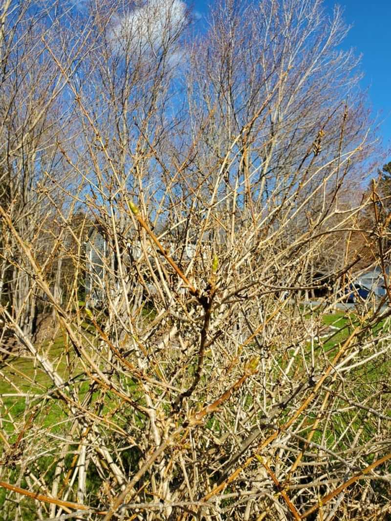 Why Forsythia Can Stay Healthy Yet Stop Blooming After Poor Timing