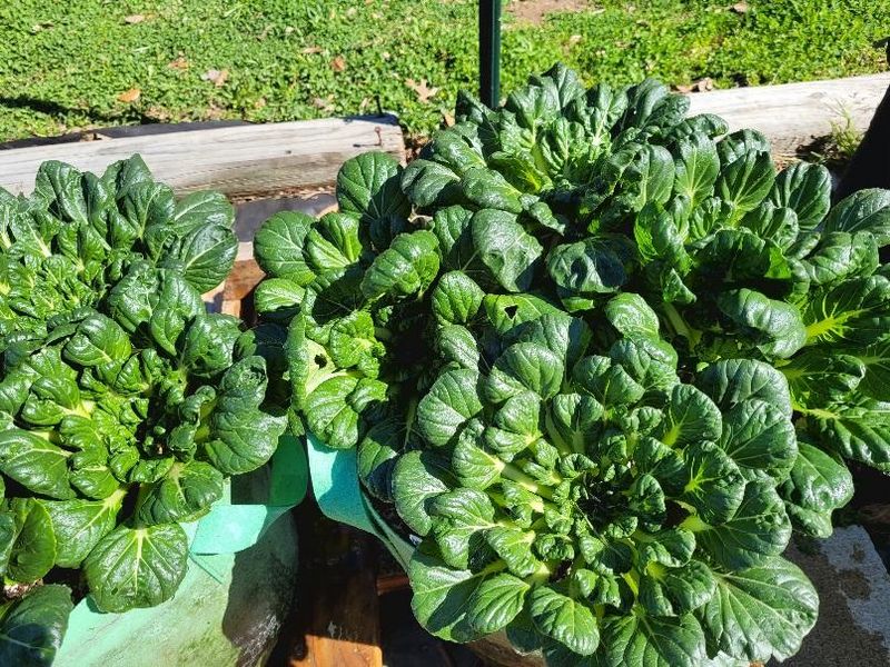 When Liquid Fertilizers Help Boost Fast-Growing Greens