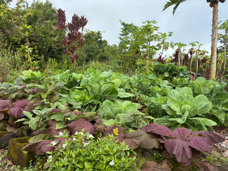 Why California Gardeners Avoid Heavy Synthetic Formulas