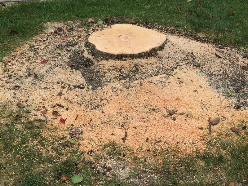 When The Stump Poses A Tripping Hazard