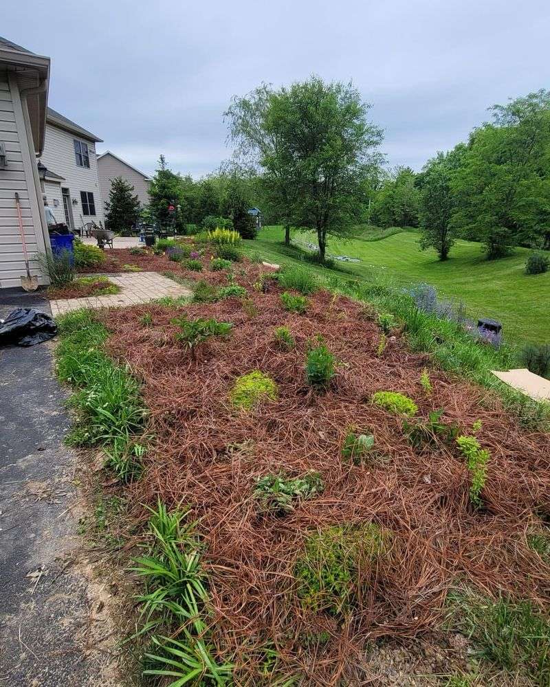 How Florida Homeowners Use Pine Straw Correctly