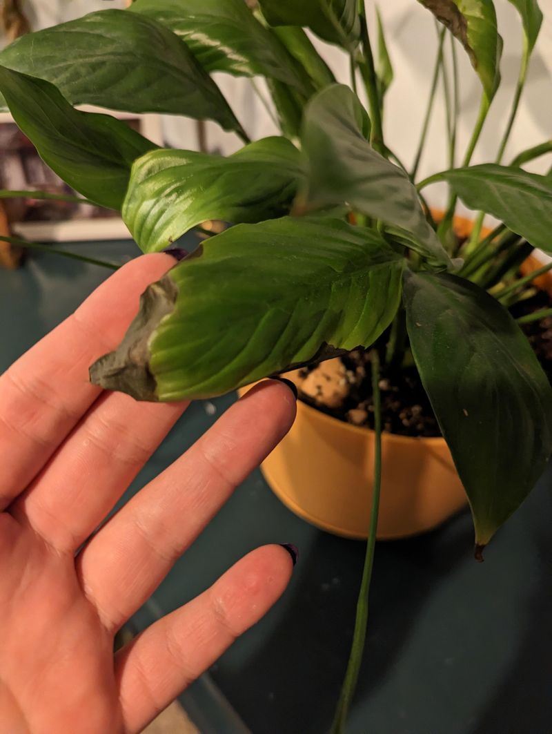 Which Leaves And Stems Should Be Removed First