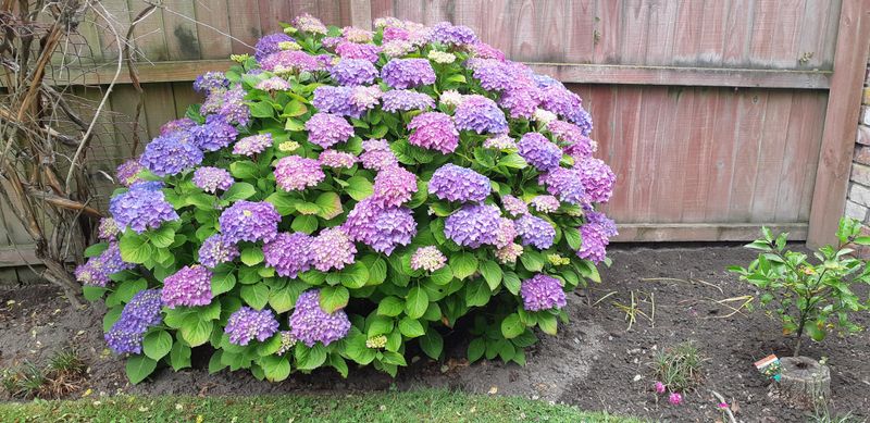 How Late Pruning Affects Blooms In Virginia