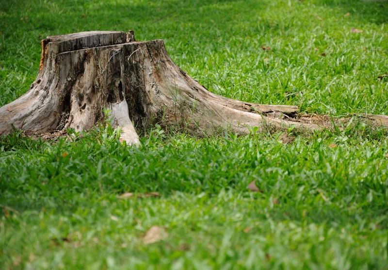 When The Stump Interferes With Landscaping Plans