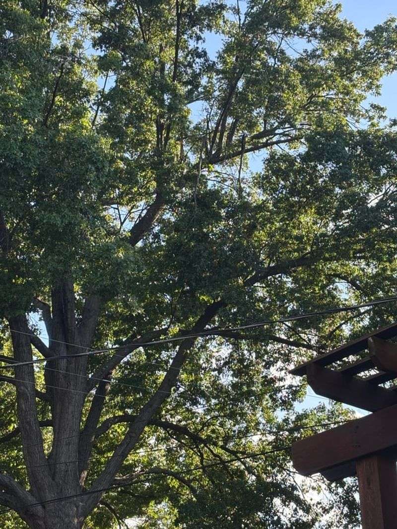 What Homeowners Can And Cannot Do About Lost Light