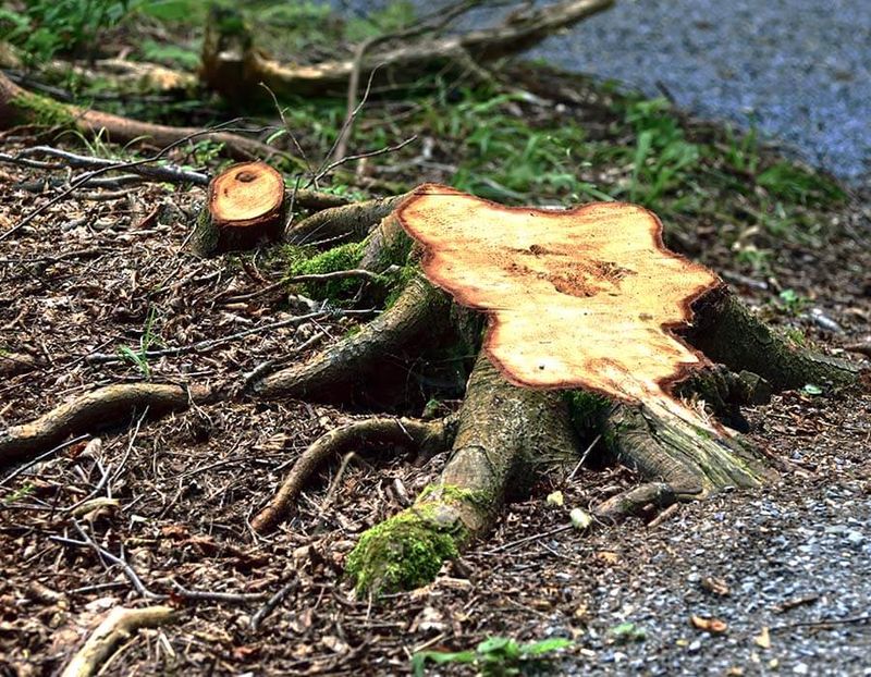 When Tree Roots Pose Structural Risks
