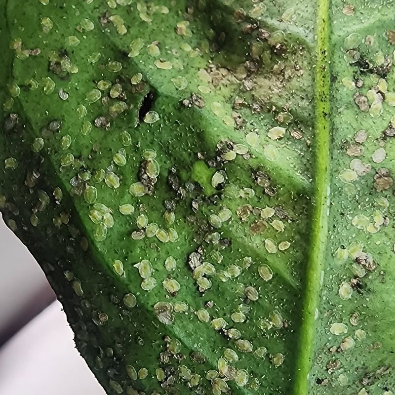 Is The Substance Harmful To Trees Or Just Messy