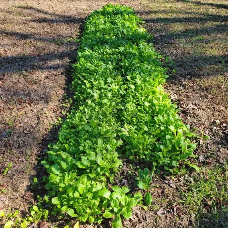 Late January Through Early February For Cool-Season Crops