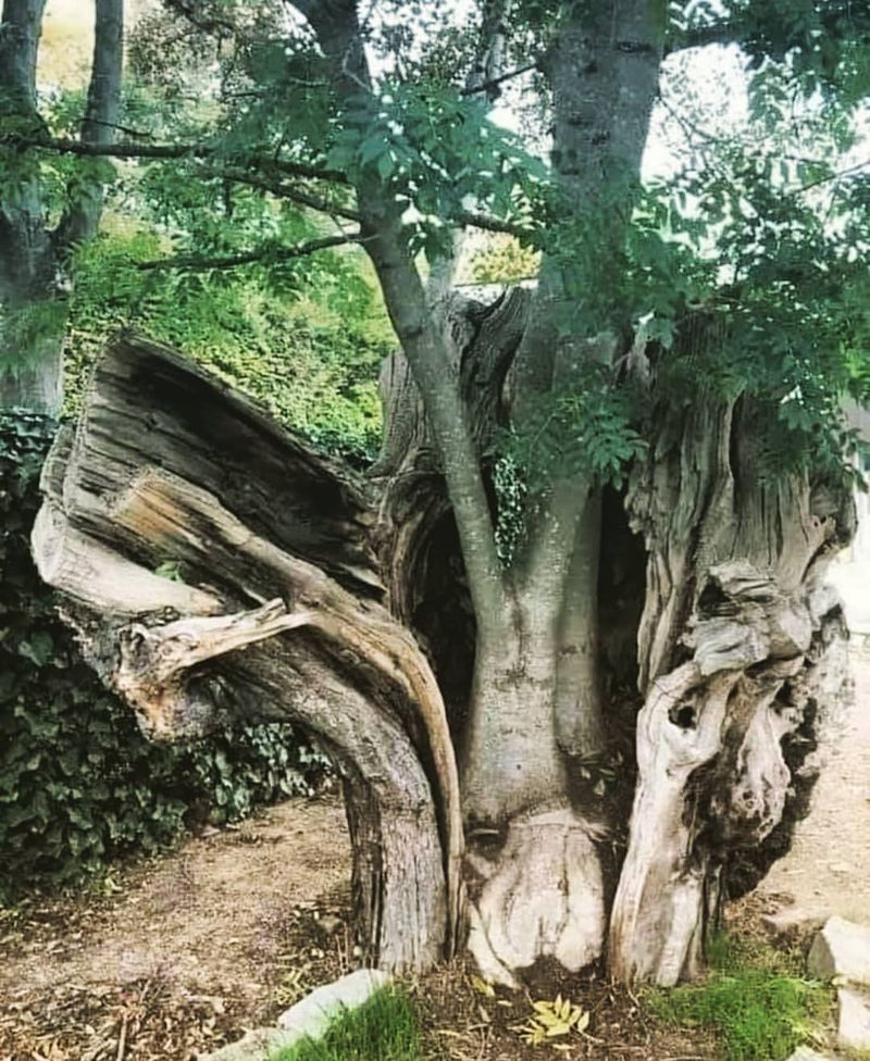 When Regrowth Or Sprouting Occurs