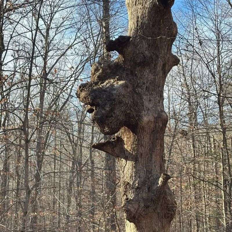 Why Winter Makes Them Easier To Notice