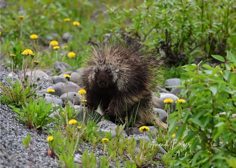 How To Prevent Porcupines From Coming Back