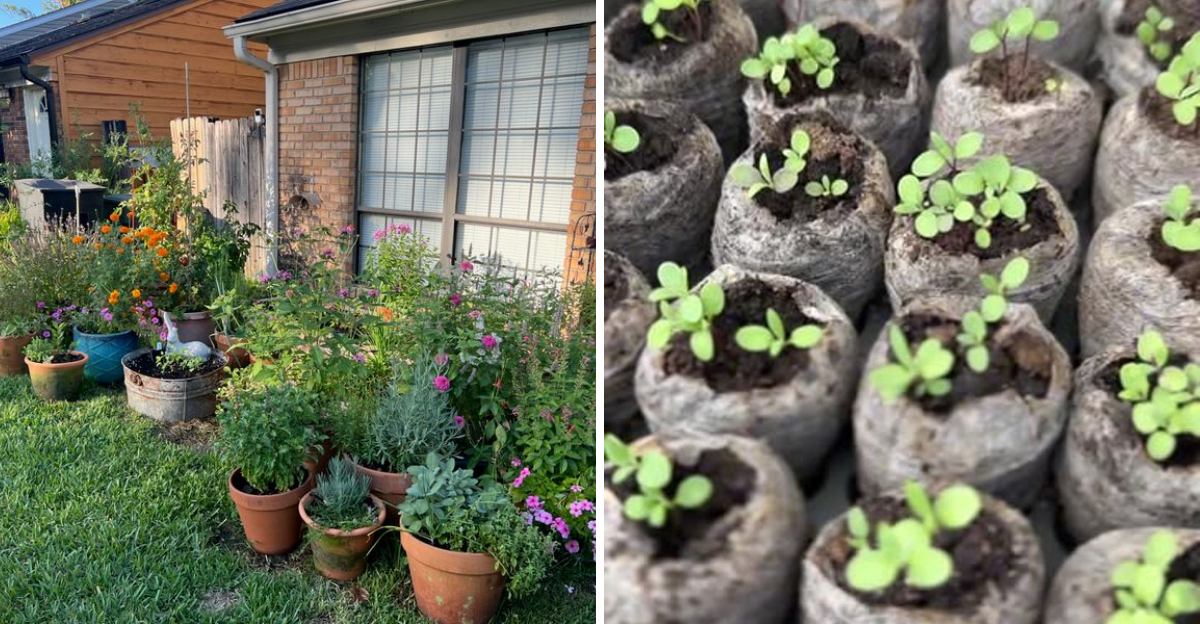 potted plants and seedlings