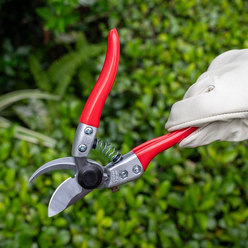 Tools You Need Before Pruning Hibiscus