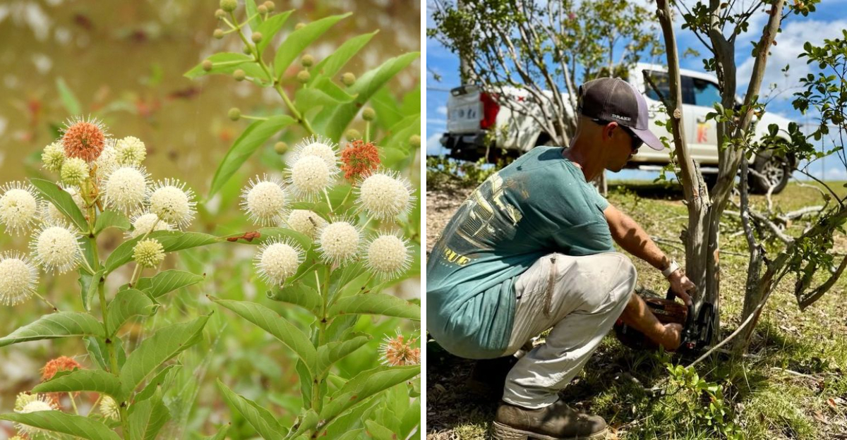 Walter's viburnum flower and gardener pruning shrub