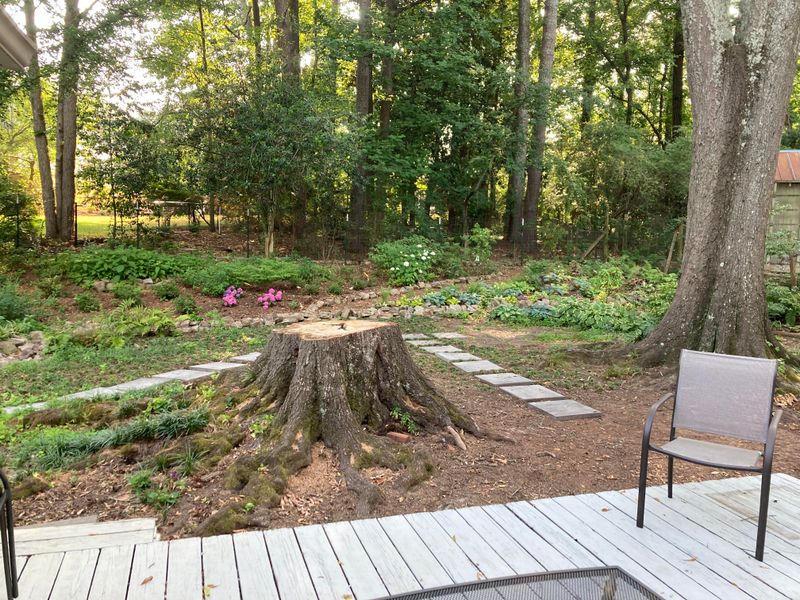 Check The Stump First