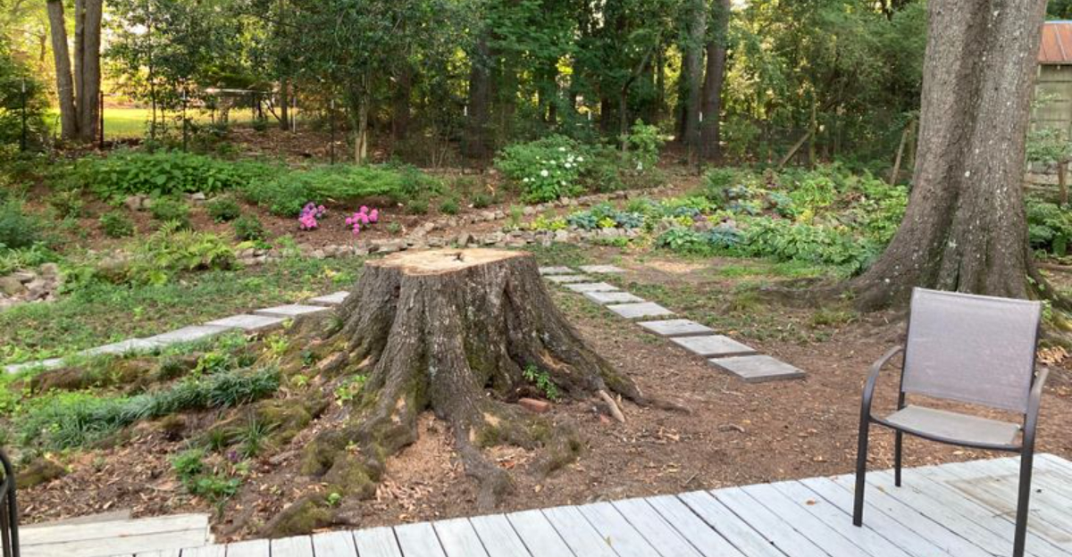 tree stump in yard