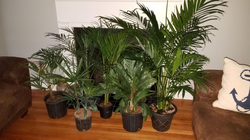What Healthy Indoor Palms Look Like