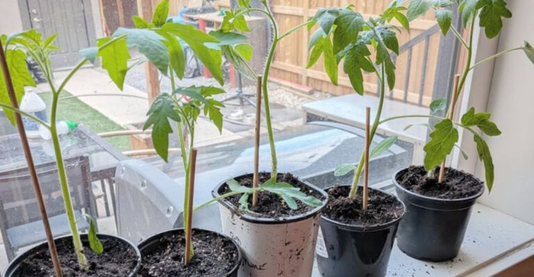 tomato seedlings on window