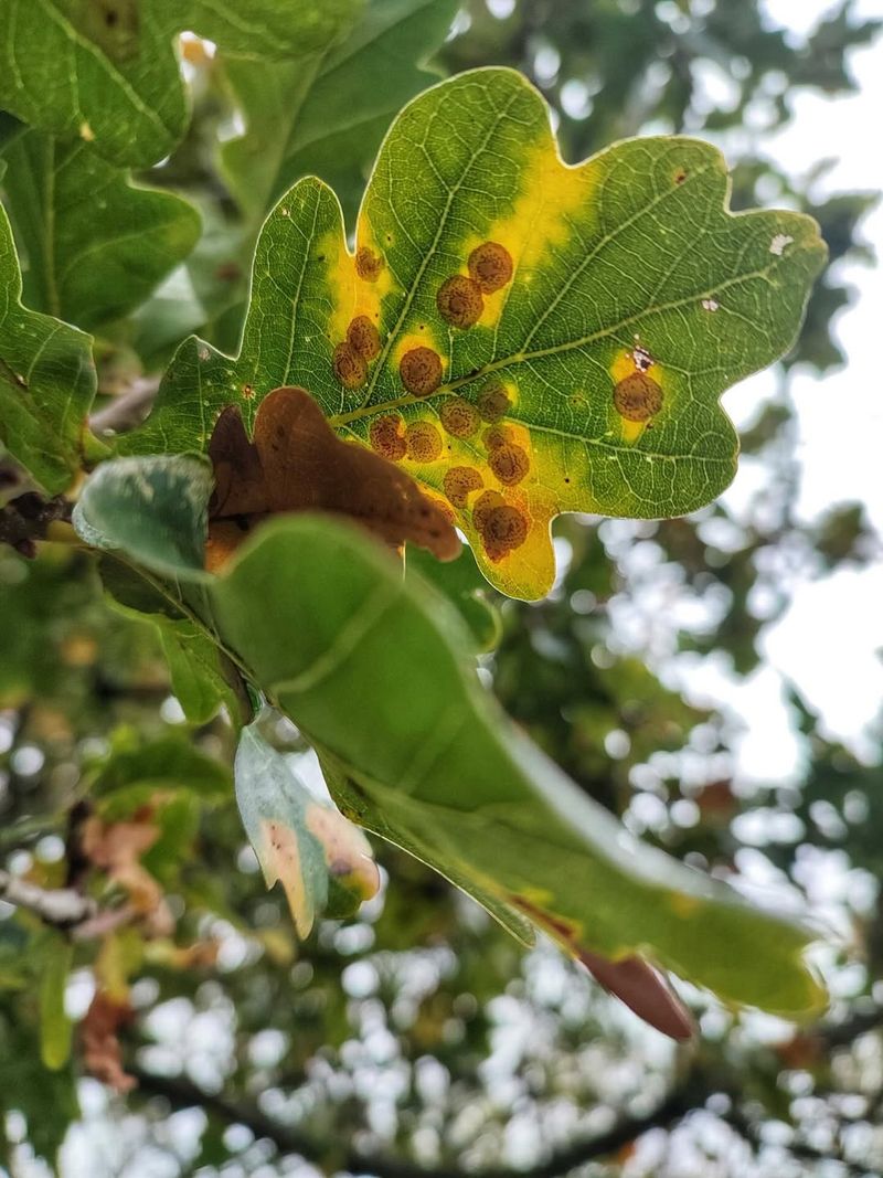 Trees Most Likely To Develop These Odd Growths