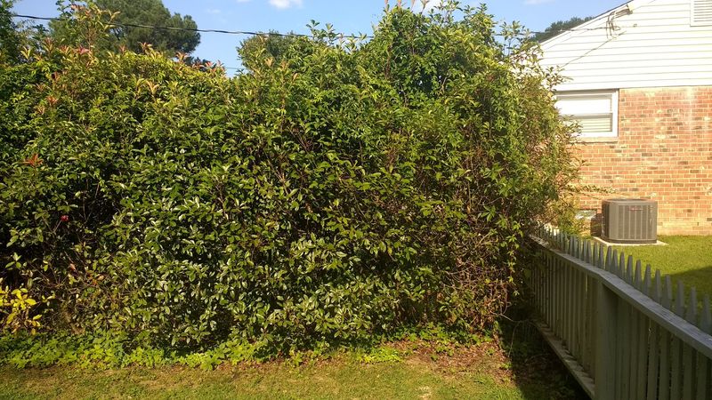 Why Written Permission Is Recommended Before Any Hedge Removal