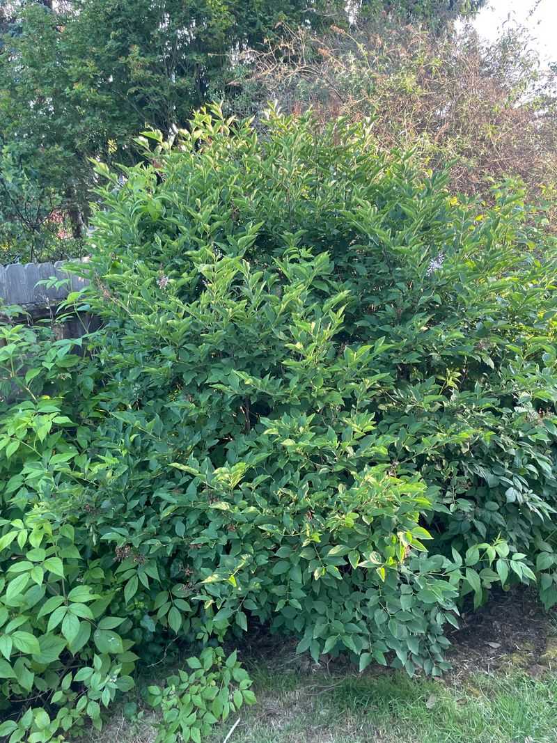 How Much Of An Overhanging Shrub You Can Prune