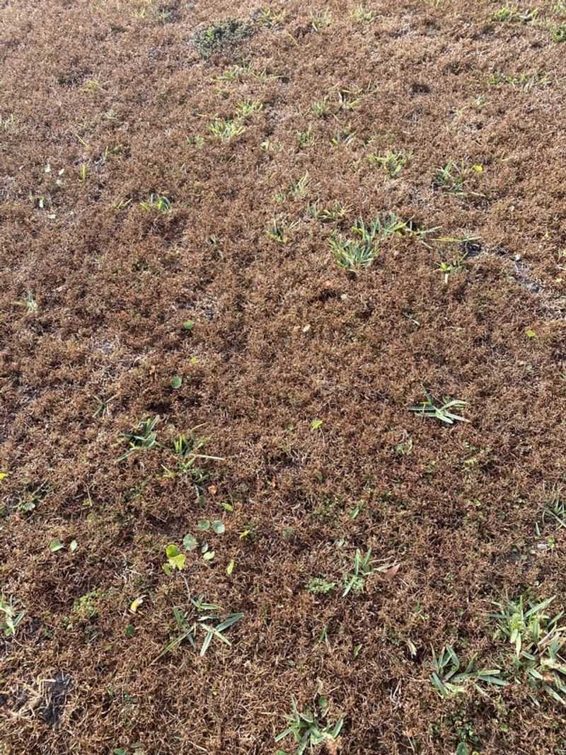 How Much Water Grass Needs In Cool Weather