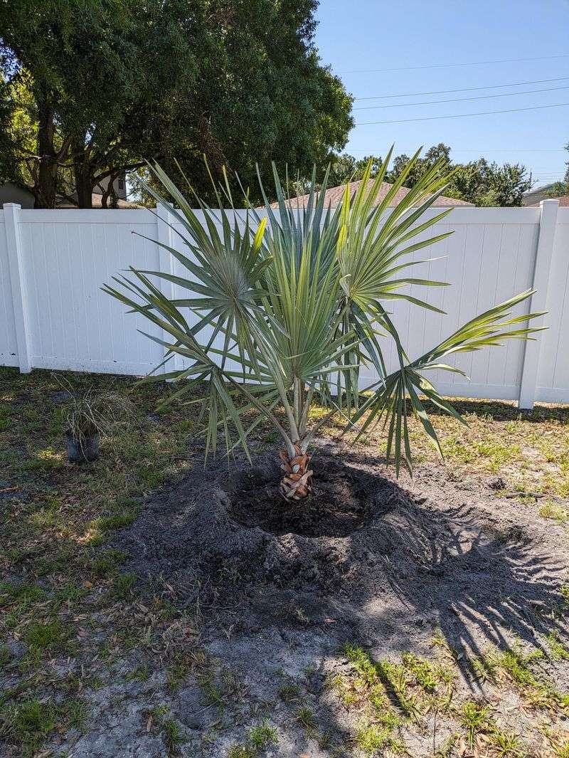 Watering And Fertilizing During The Recovery Period