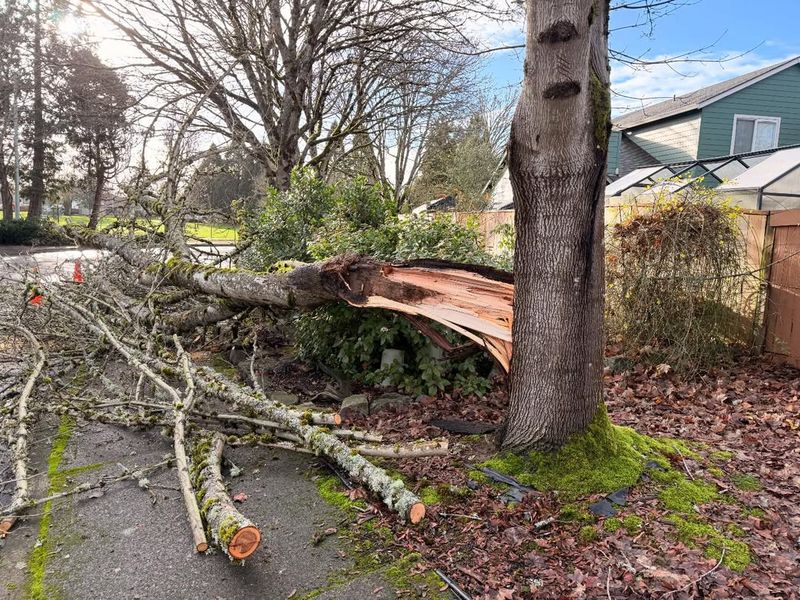 How Your Homeowners Insurance Responds