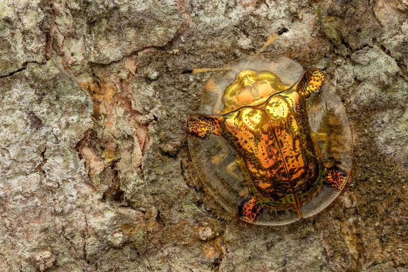 Is The Golden Tortoise Beetle Harmful To Gardens Or Lawns