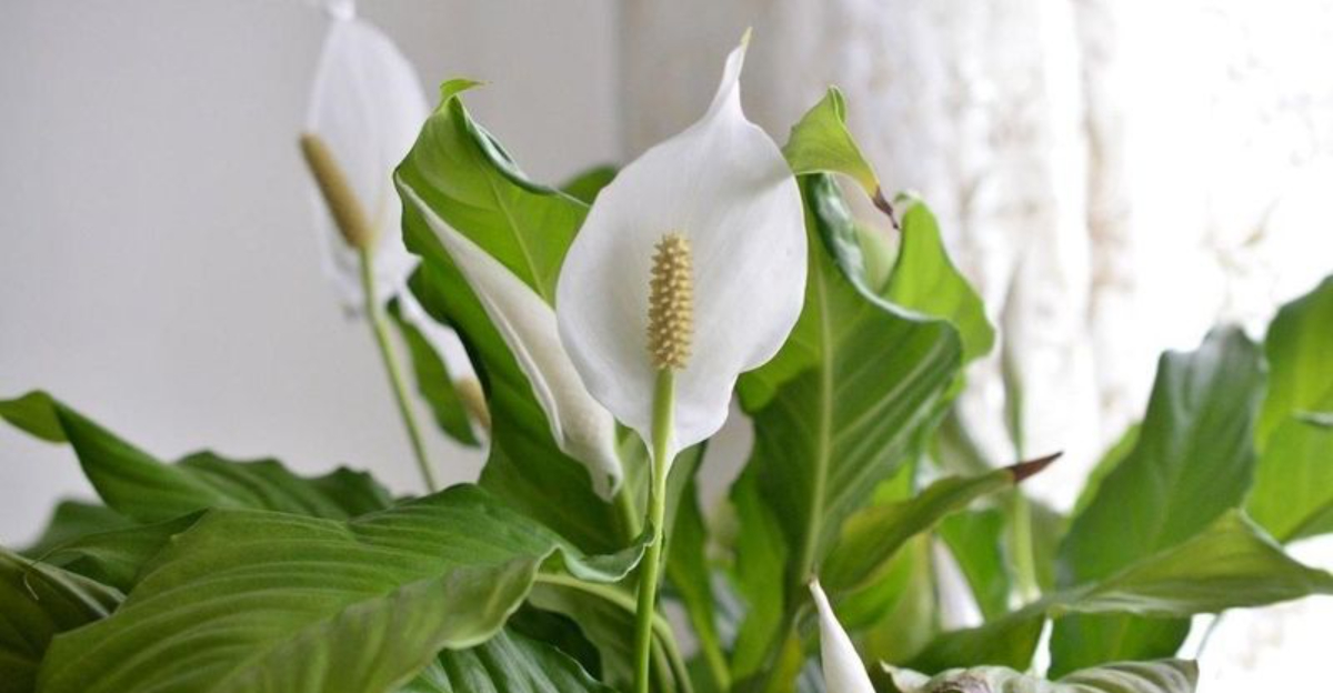 peace lily (featured image)