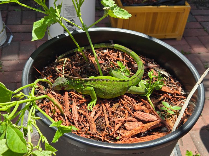 What Attracts Iguanas To Residential Yards