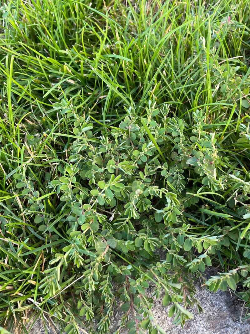 Waiting Too Long To Identify Spurge Weed In The Yard