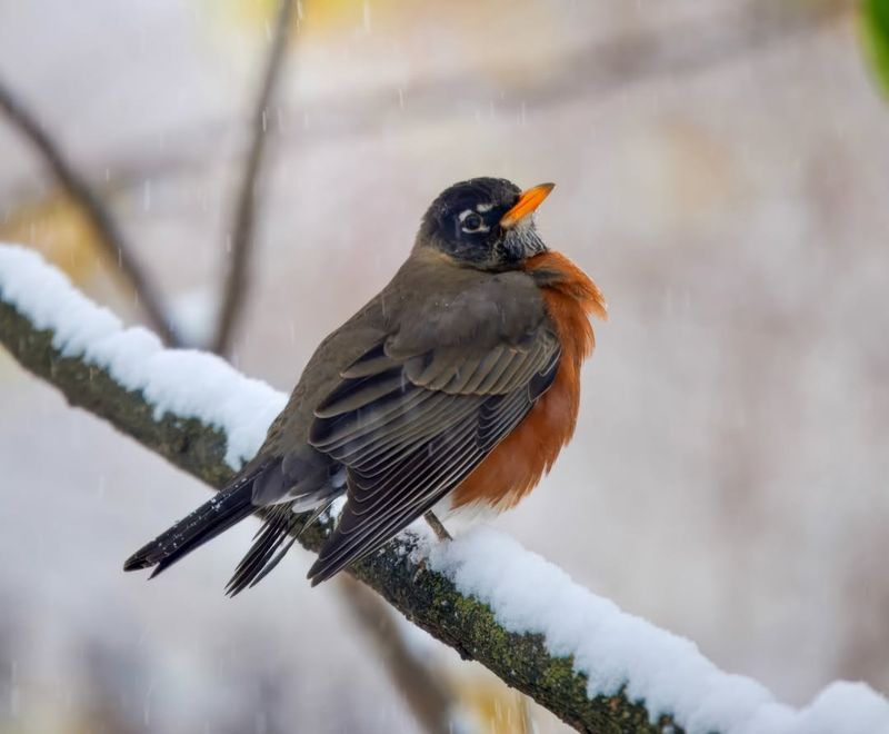 Ohio Robins Break The Migration Rules