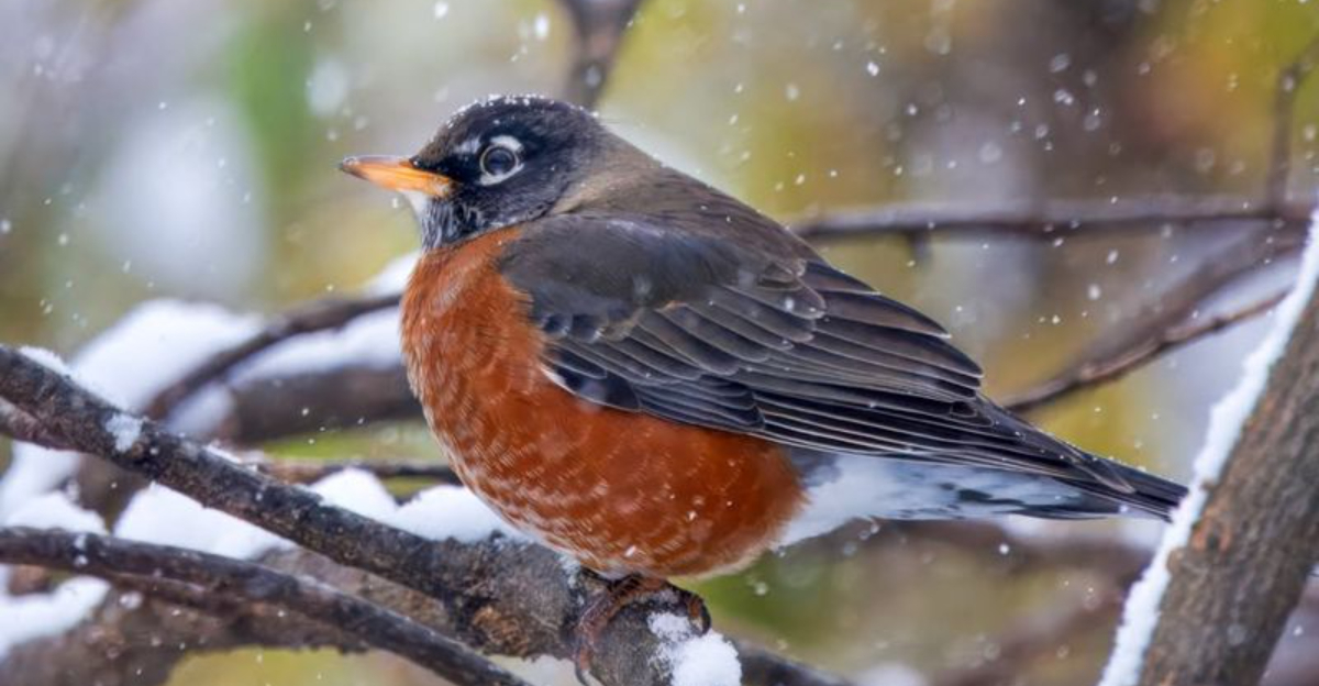 robin perched on a branch in winter
