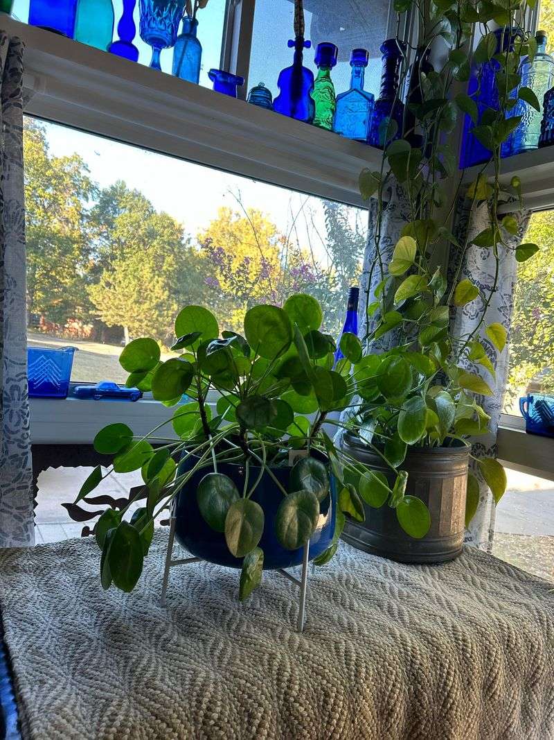 Near Bright East-Facing Windows