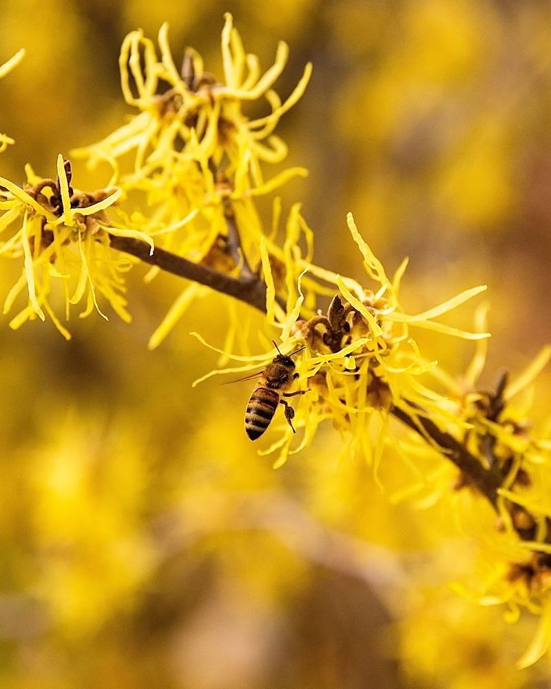 Why Witch Hazel Is Important For Wildlife And Pollinators