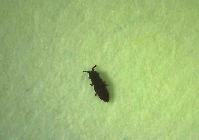 Whether Snow Fleas Pose Any Risk To Homes Or Pets