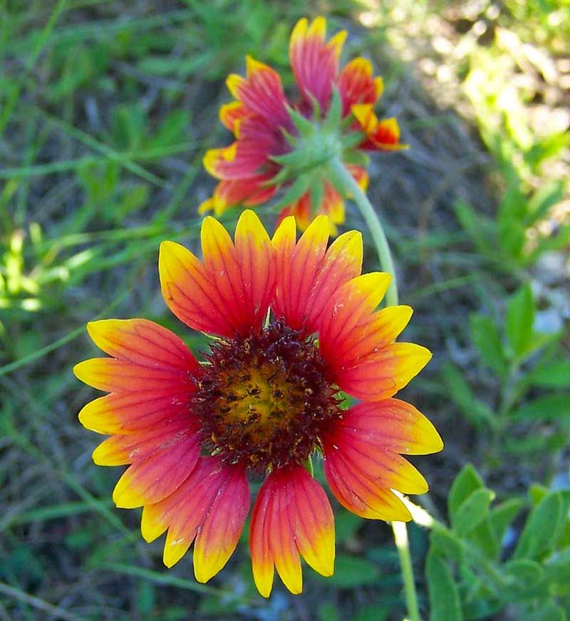 The Wildflower Varieties That Perform Best In Florida Heat