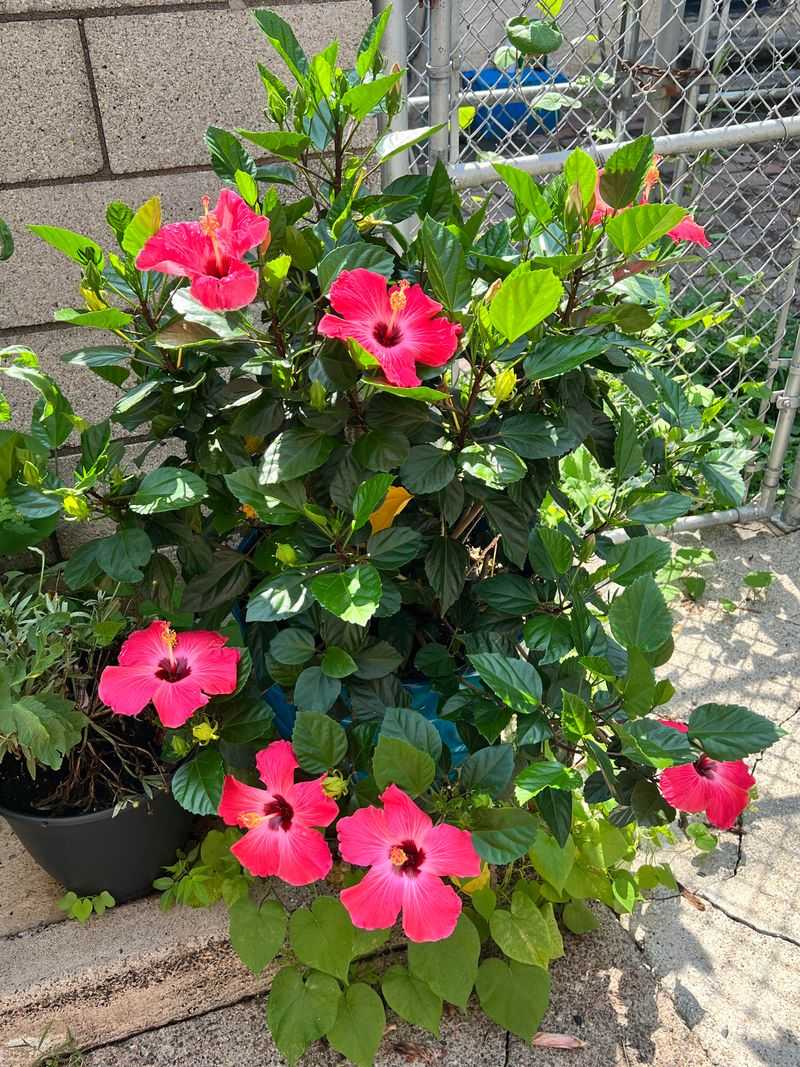 How To Shape Hibiscus Plants For Better Flowering
