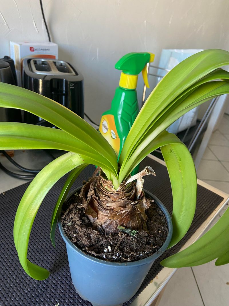 How Water And Fertilizer Shape Future Blooms