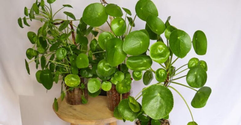 chinese money plant