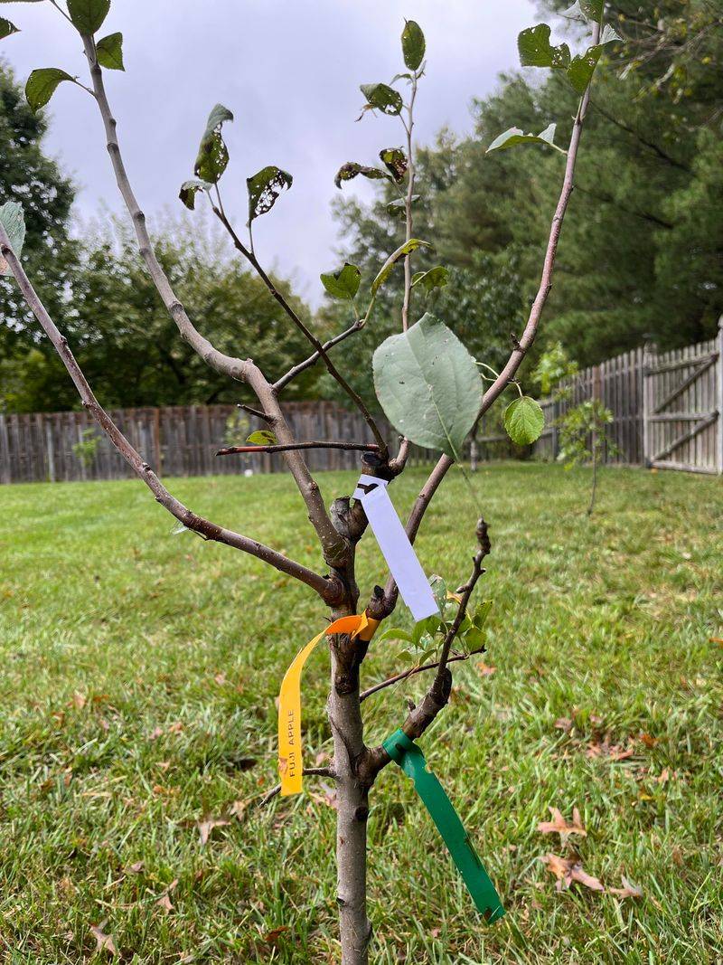 Why Late Winter Pruning Works Best