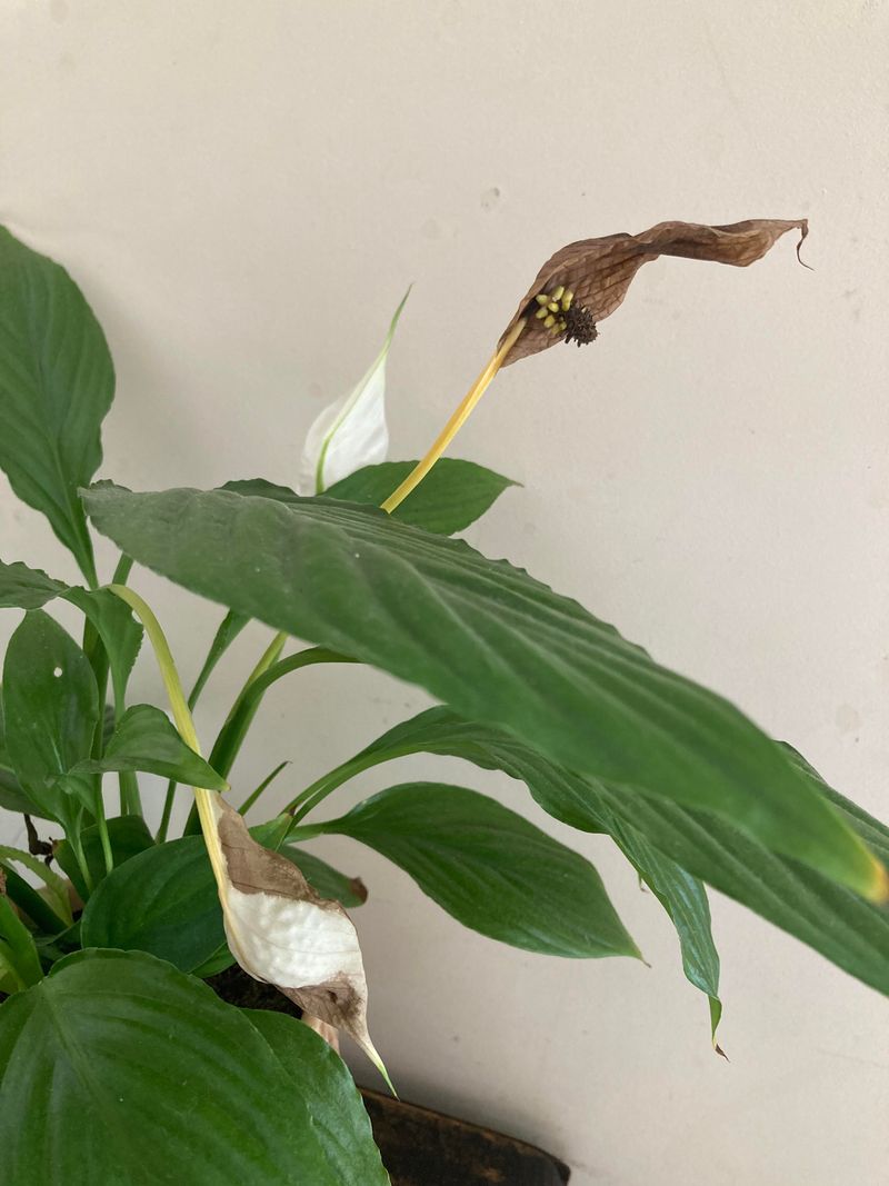 How To Cut Spent Flower Stalks The Right Way