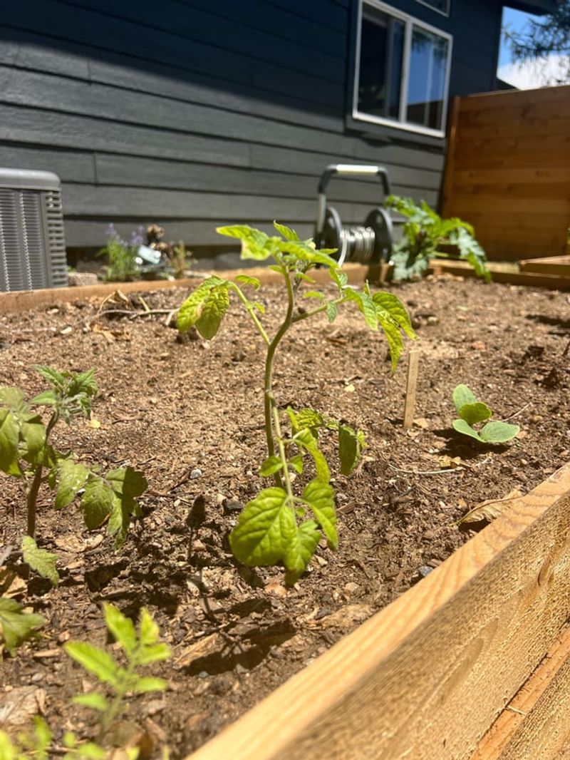 How To Apply Mulch The Right Way