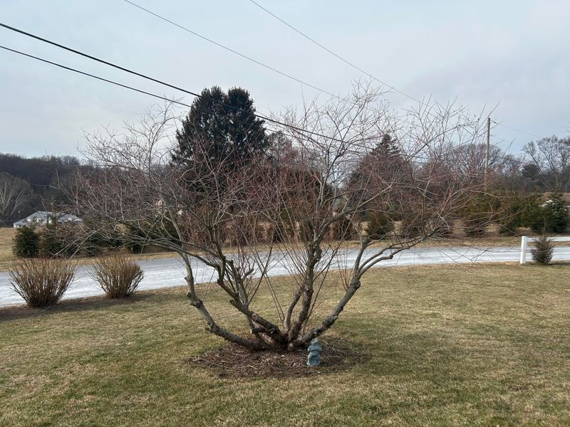 How To Spot Damaged And Crossing Branches